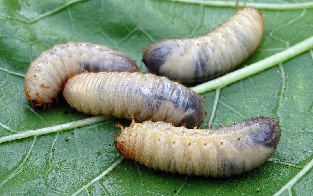 Ok dell’Ue alla commercializzazione di insetti: Veneto prima Regione italiana