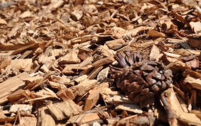 Ecco come sono composte le biomasse per produrre energia