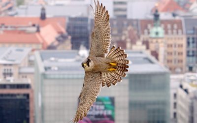 I falchi pellegrini amano le città italiane anche nei contesti urbani