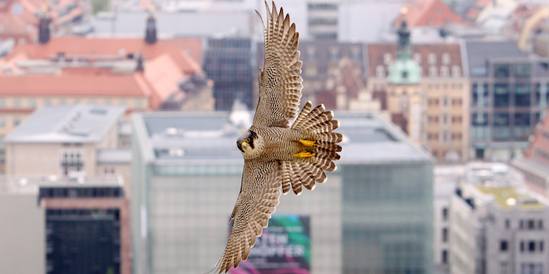 Peregrine Falcon ringed in Leipzig