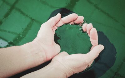 Expo Dubai 2021: Al padiglione Italia la spirulina purifica l’aria