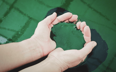 Expo Dubai 2021: Al padiglione Italia la spirulina purifica l’aria