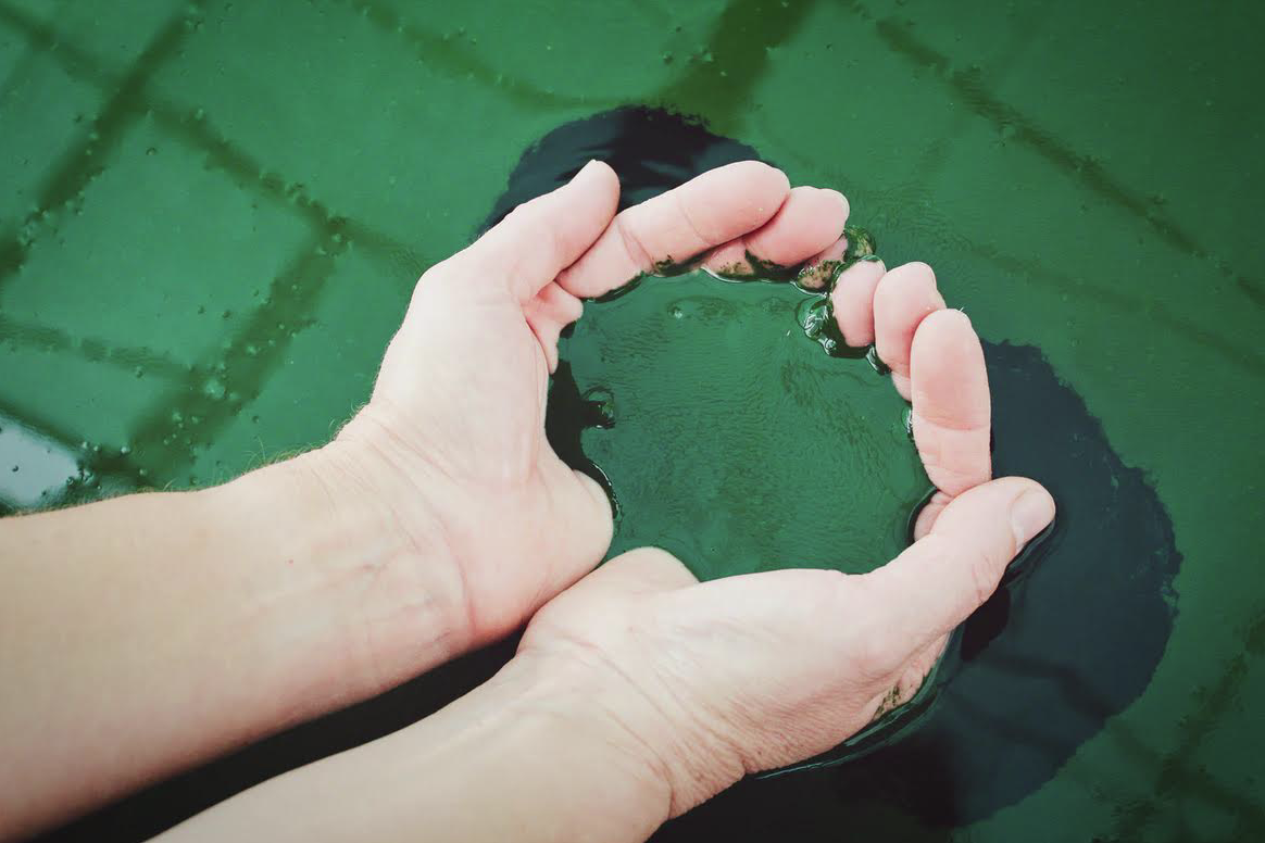 Alga spirulina Alga spirulina