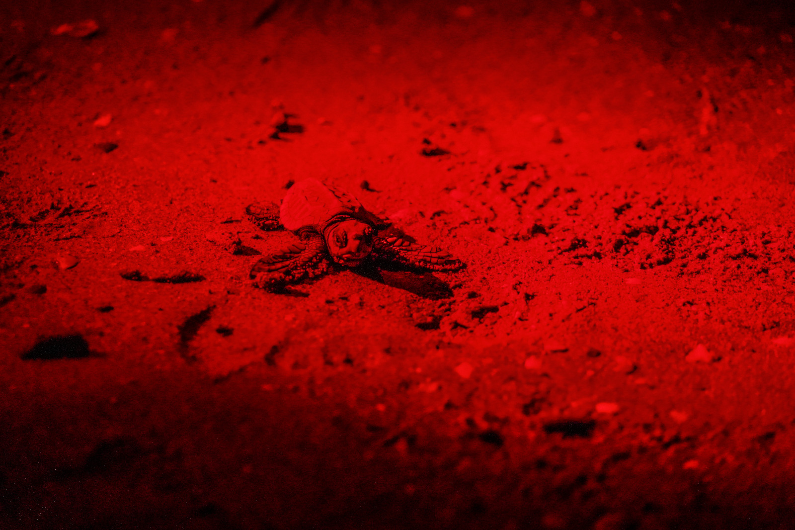 Caretta Caretta Caretta Caretta