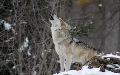 Lupi: mai così tanti in Italia dagli anni Settanta
