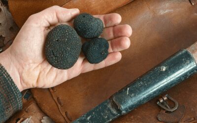 Riconoscimento Unesco consegnato alla Comunità italiana del tartufo