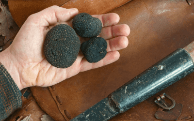 Riconoscimento Unesco consegnato alla Comunità italiana del tartufo