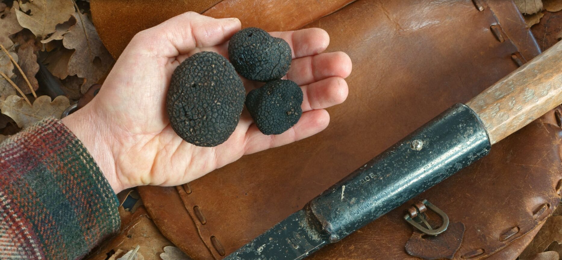 www.cittadeltartufo.com