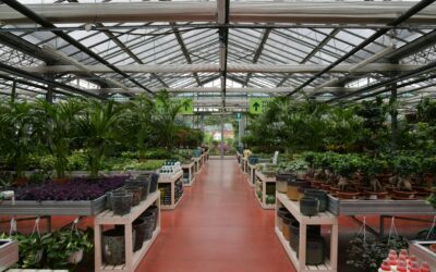 Come vendere tulipani agli olandesi!