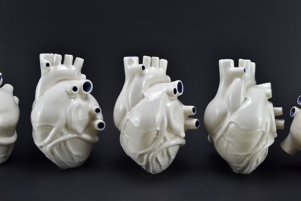 Jago_Apparato circolatorio