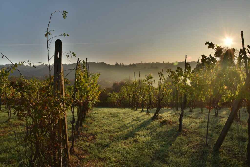 Vigne in Toscana