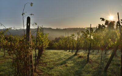 Vini italiani nel mondo con master e sommelier