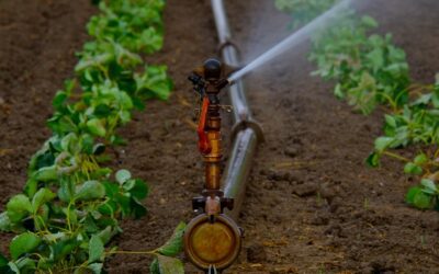 L’intelligenza artificiale contro lo spreco di acqua in agricoltura