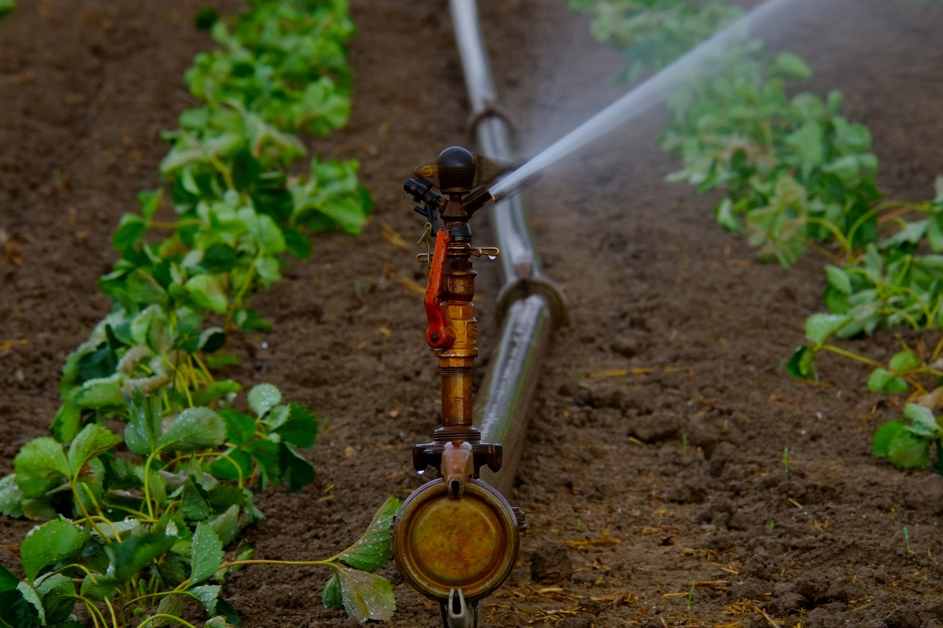 agricoltura