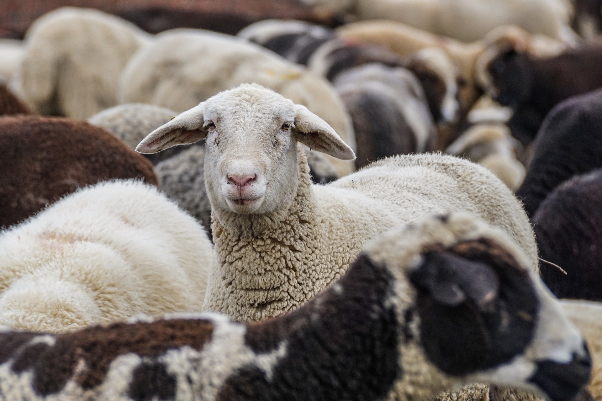 sheep-g54203dbbd_1920