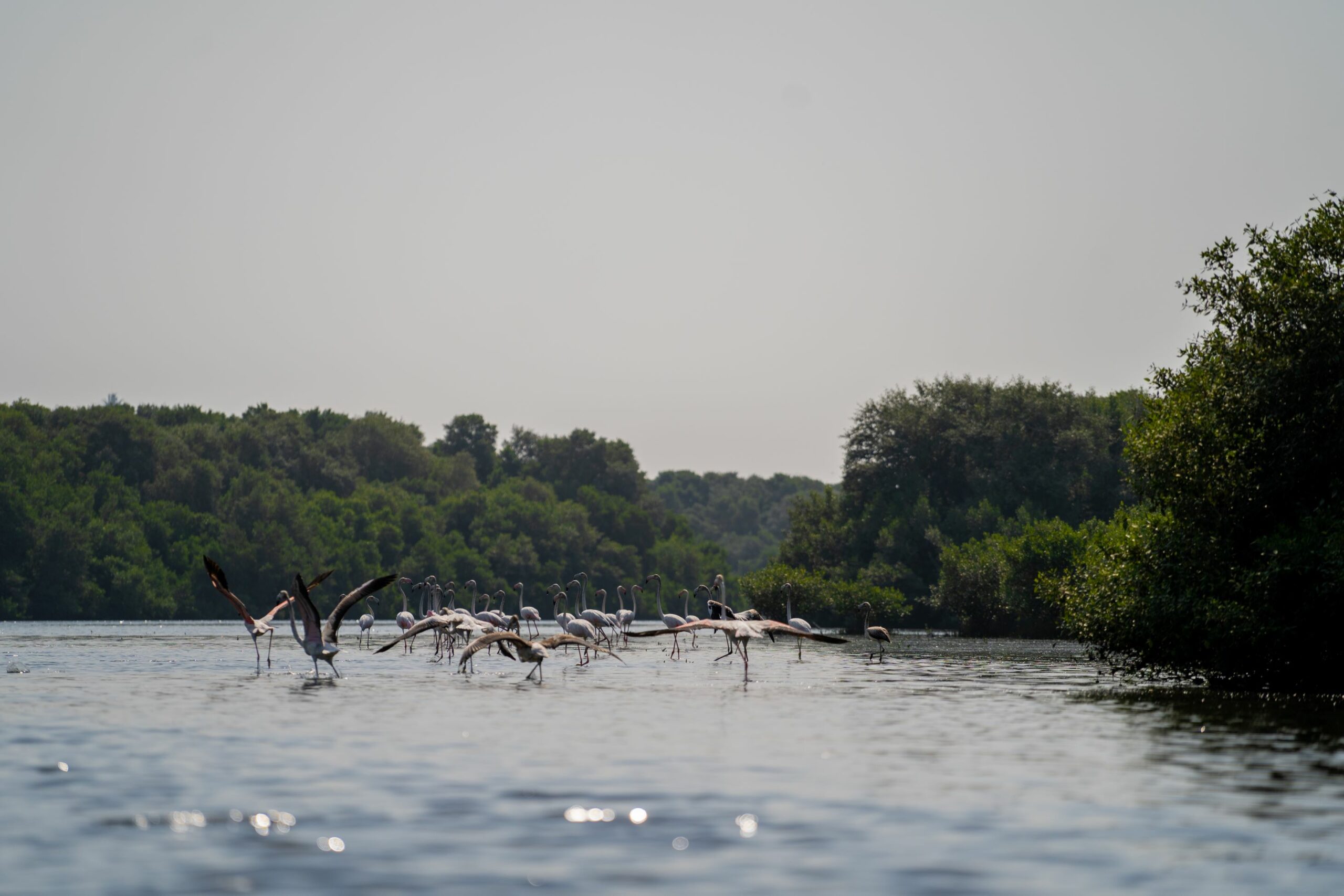 Campagna Ricerca Emirati Arabi sett 2022_6