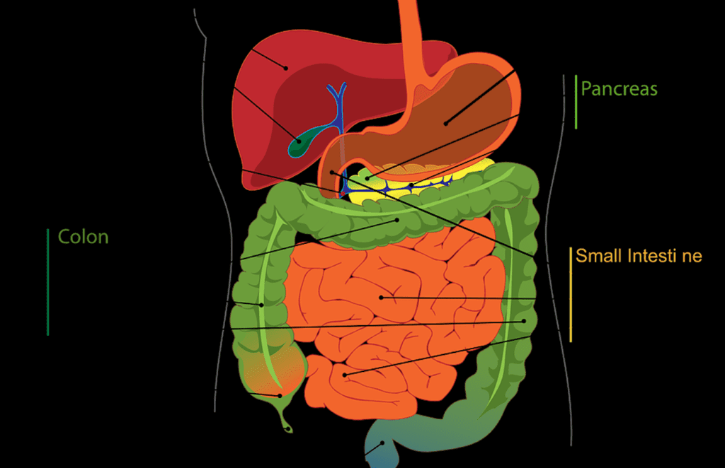 Tumore al Pancreas, si lavora al vaccino grazie al Pnrr