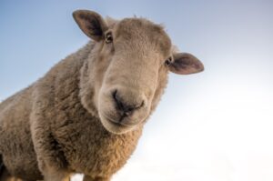 Le pastore tutelano anche le specie autoctone
