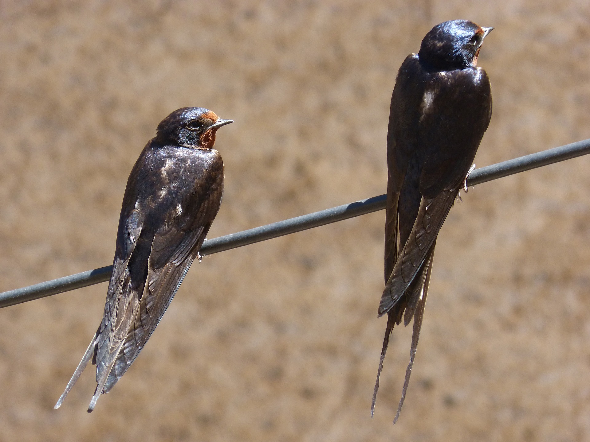 Hirundo rustica – rondine Hirundo rustica - rondine