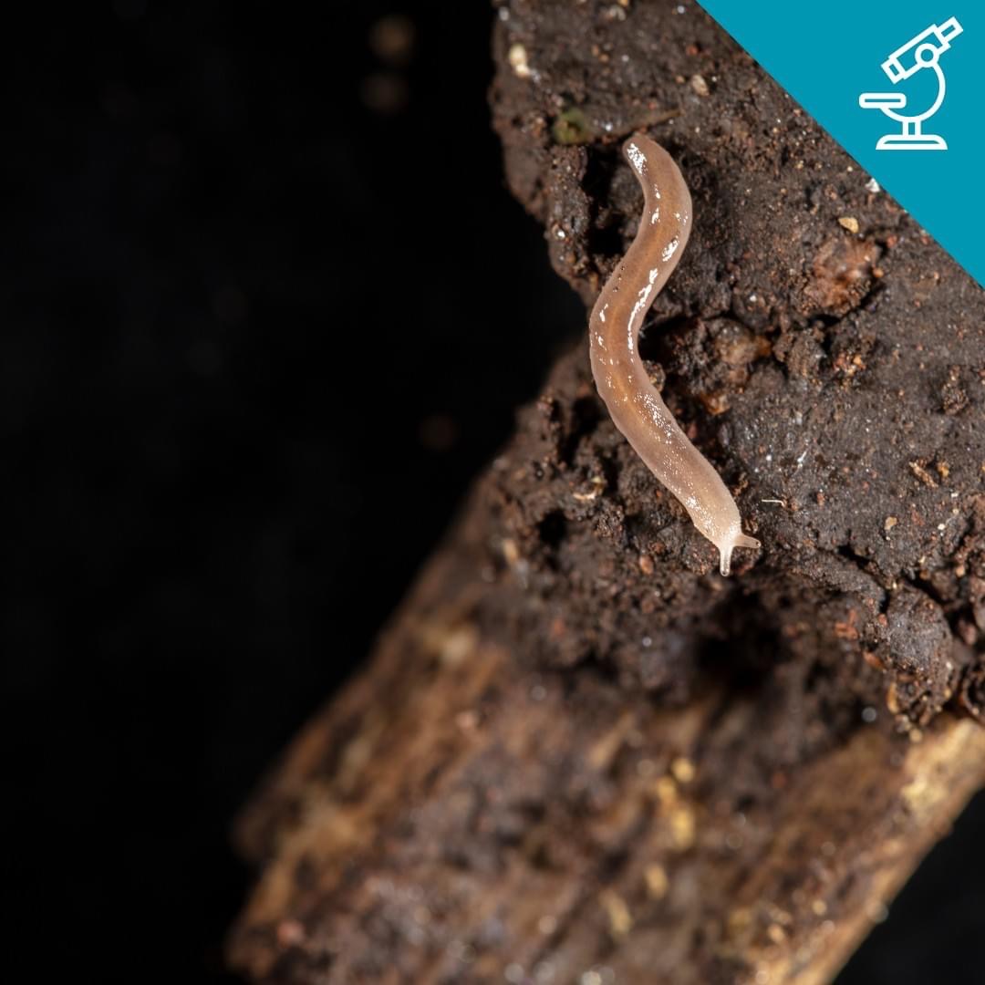 Telepress_Lumaca_Muse