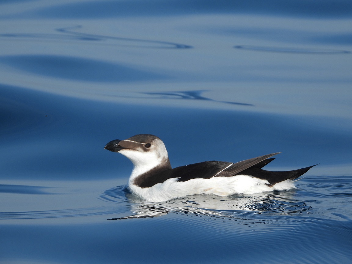 immagine_1_alca_torda_credits_balestrieri