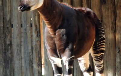 Festa di compleanno per il primo okapi nato in Italia