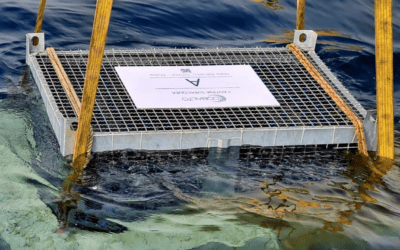 In Molise nasce il primo vino locale subacqueo