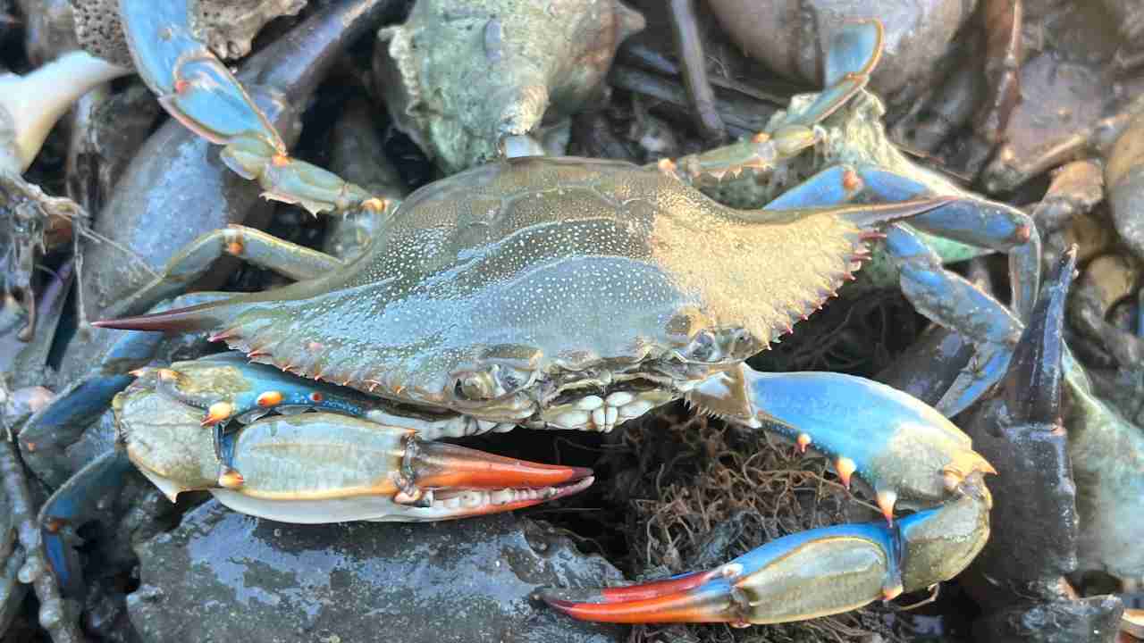 Granchio-blu