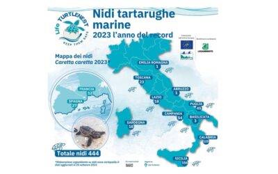 L’Italia è la principale culla di tartarughe marine del Mediterraneo Occidentale nel 2023