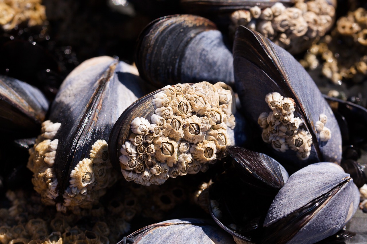 cozze