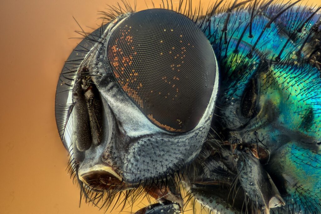 Specie aliene proliferano in Italia - ph. Virvoreanu-Laurentiu