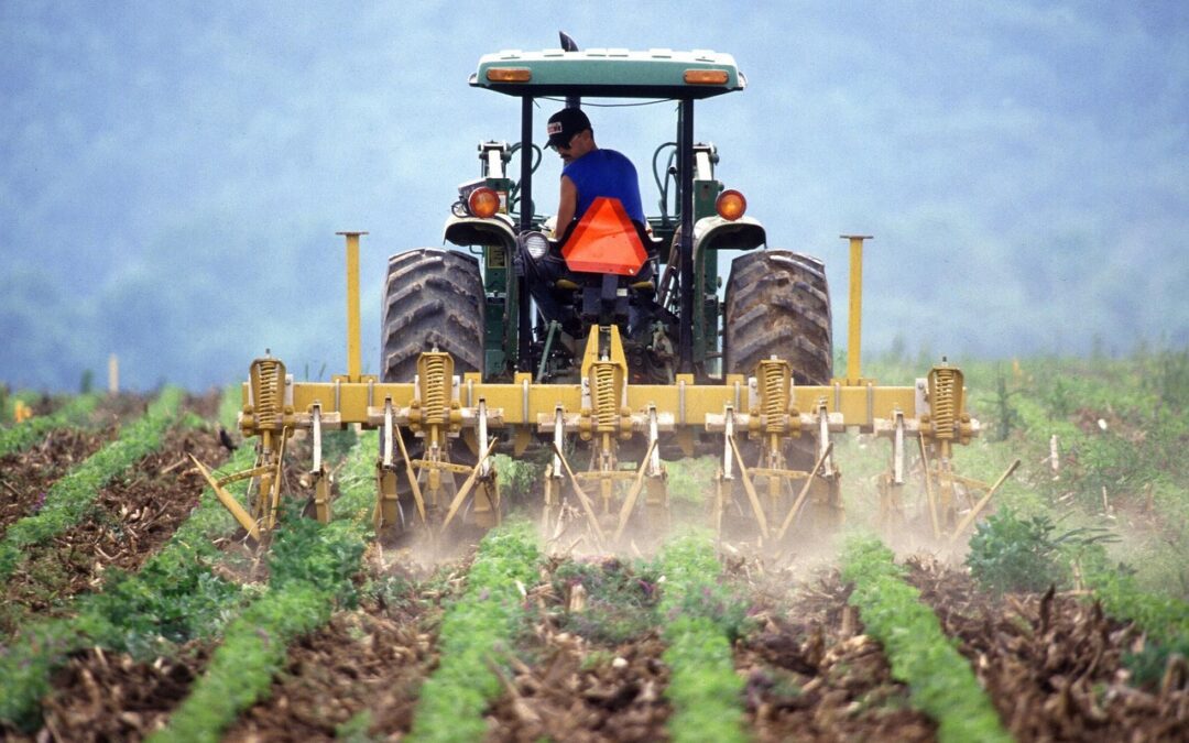 Campi italiani sempre più giovani