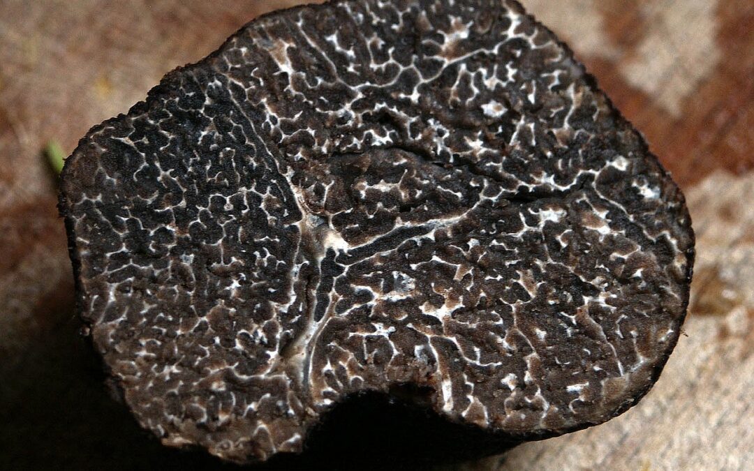Parte la stagione del tartufo italiano