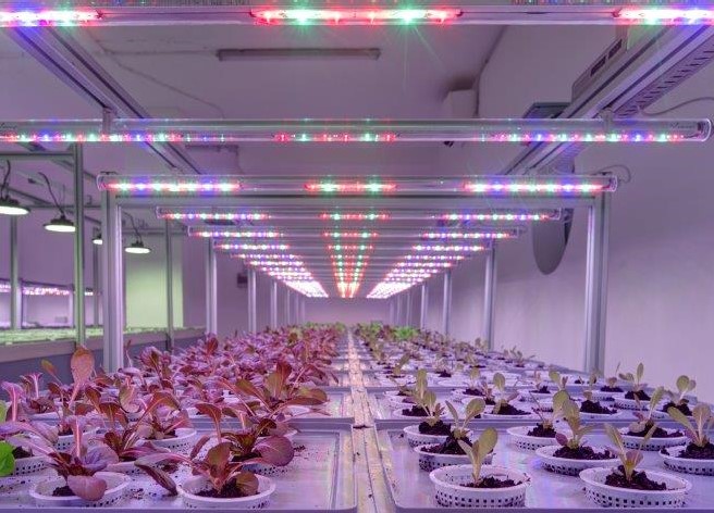 01forrestintownortoaeroponicopieroottavianoc1