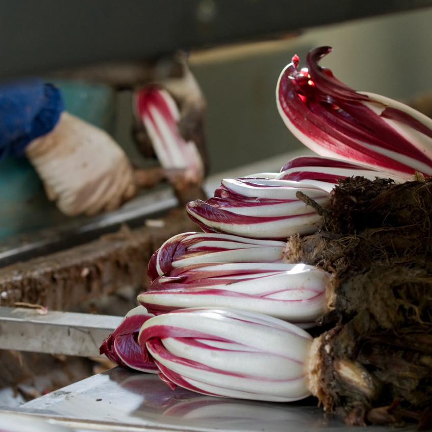 Telepress_Consorzio_Radicchio_Treviso