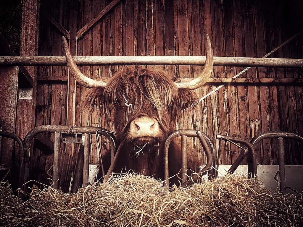 Tutelare l'ambiente a partire dal cibo degli animali - ph. thetimehiker