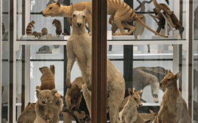 Riapre la Specola, il più antico museo scientifico d’Europa