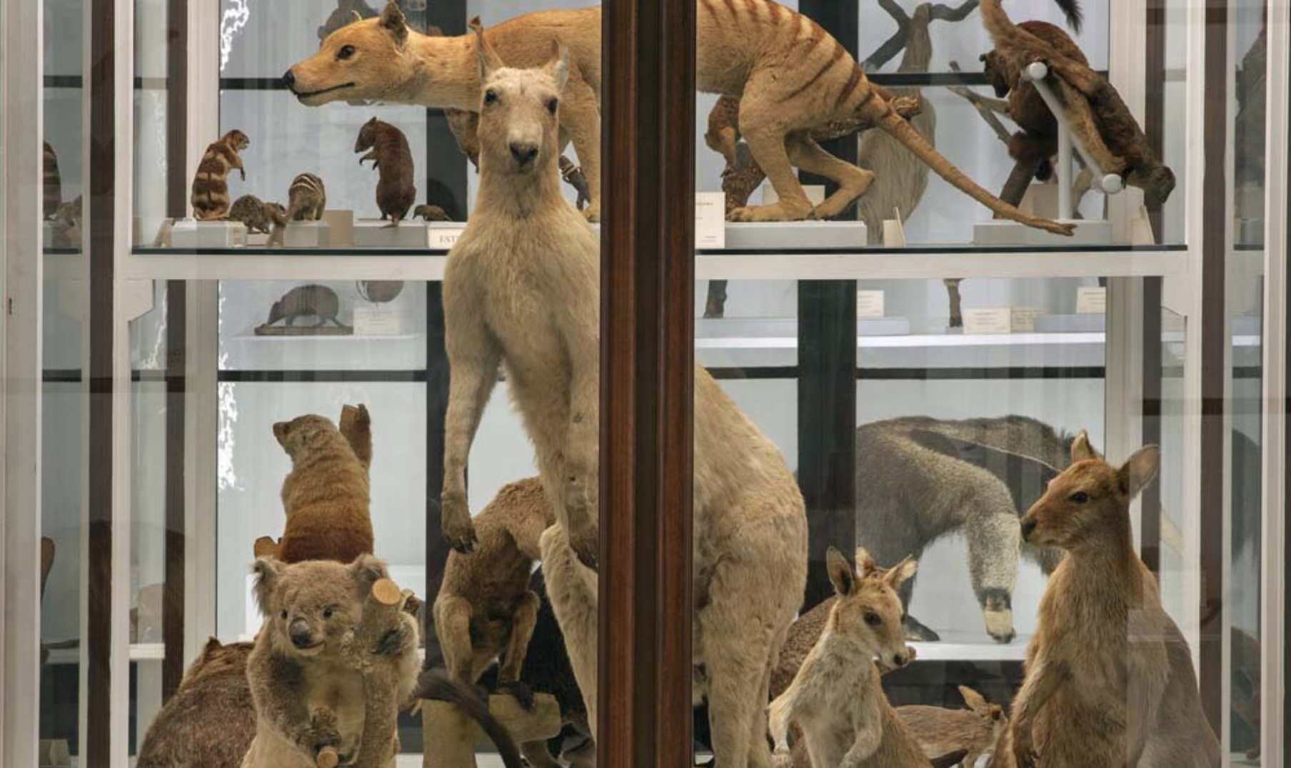 La Specola – immagine dal sito ufficiale La Specola - immagine dal sito ufficiale