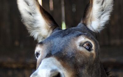 Italia ultima in Europa per Merito