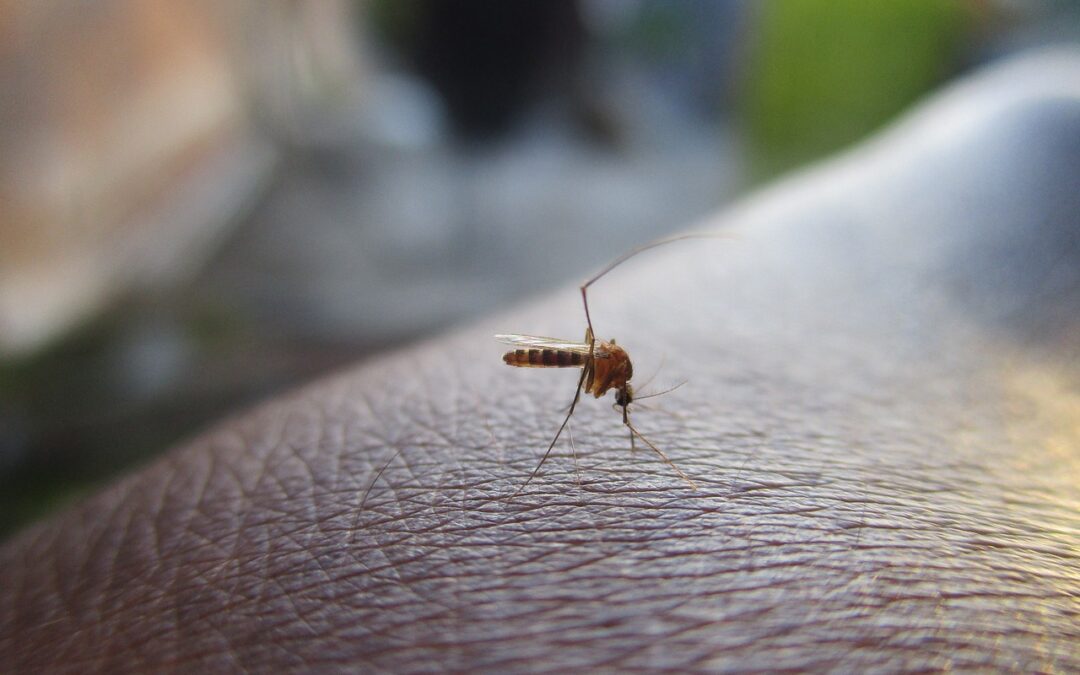 Emergenza Dengue in Sudamerica, in allerta le frontiere italiane