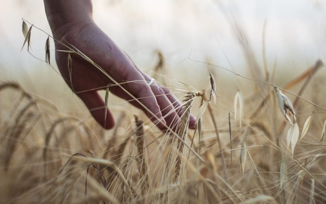 Nel 2023 14% del grano importato in Italia era russo