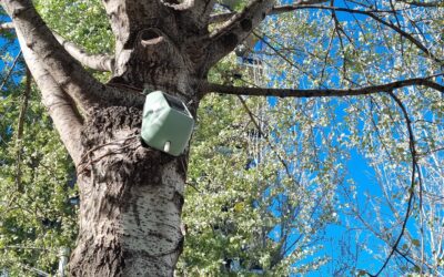 Parte a Milano la misurazione del contributo degli alberi su inquinamento e raffrescamento