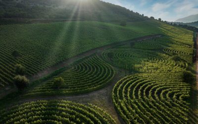 Nasce nel Basso Lazio il più grande Labirinto di Vigna al mondo