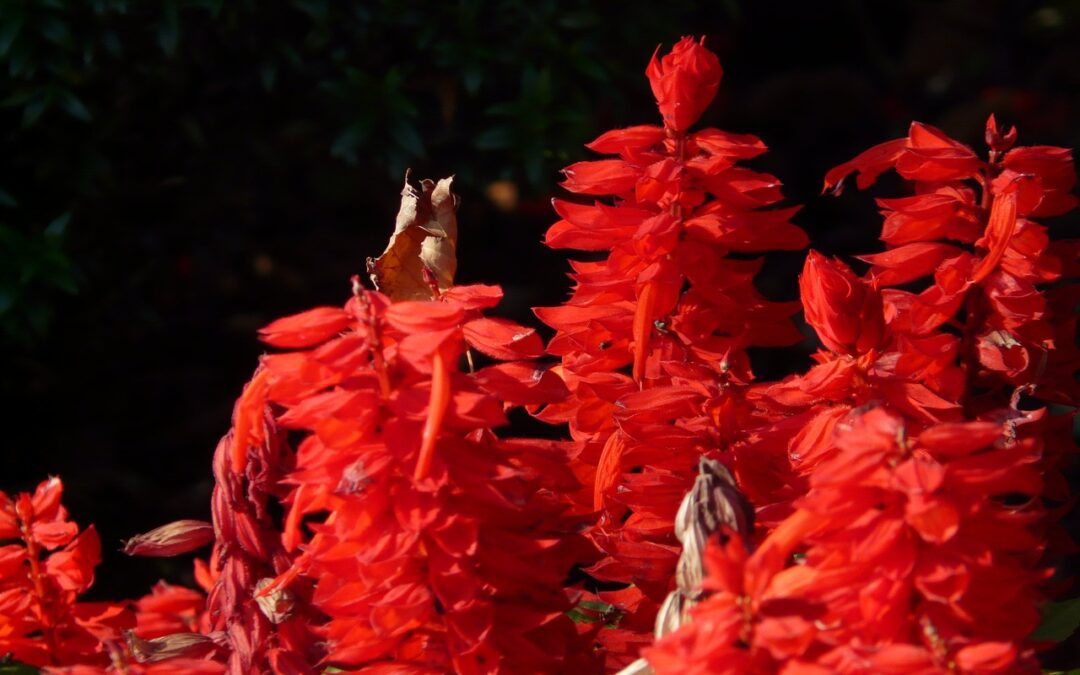 Una pianta salverà il mondo?