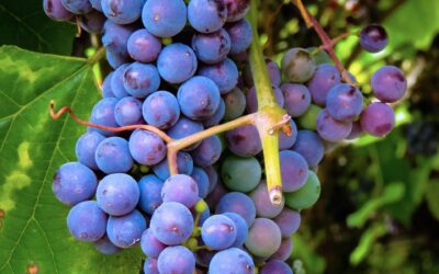 Anche l’uva da tavola ha la sua manifestazione