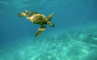 Un guscio ricostruito in 3D per una tartaruga ferita