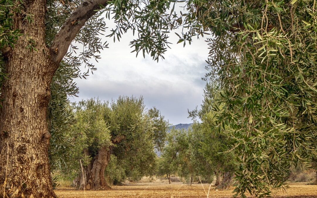 In Italia c’è un evento simbolo dell’oleoturismo