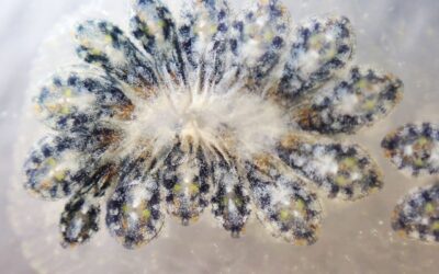 Scoperto in Italia un piccolo invertebrato che potrebbe aiutare la lotta conto le malattie neurodegenerative