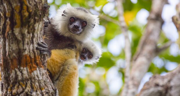 Lemuri – copyright Filippo Carugati