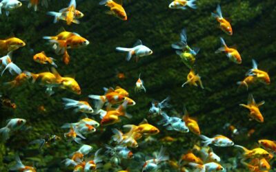 Il progetto ‘Bythos’ vince il premio Regiostars